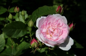 BLUSH NOISETTE (climber)